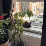 Romeo   Siamois Mâle - Garde d'animaux à domicile