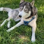 Polnord   Husky de Sibérie Mâle - Garde d'animaux à domicile