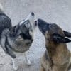 Images de profil de Ekaterina - Blooming Pets - Petsitting et garde d'animaux à domicile