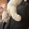 Images de profil de Ekaterina - Blooming Pets - Petsitting et garde d'animaux à domicile