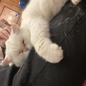 Images de profil de Ekaterina - Blooming Pets - Petsitting et garde d'animaux à domicile
