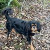 Images de profil de Charline - Blooming Pets - Petsitting et garde d'animaux à domicile