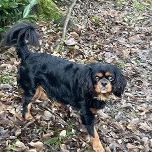 Images de profil de Charline - Blooming Pets - Petsitting et garde d'animaux à domicile
