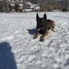 Images de profil de Charline - Blooming Pets - Petsitting et garde d'animaux à domicile