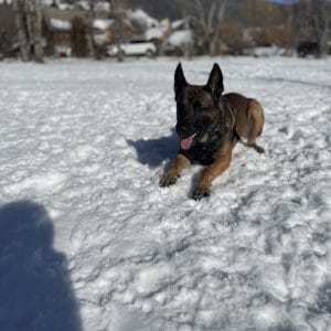Images de profil de Charline - Blooming Pets - Petsitting et garde d'animaux à domicile