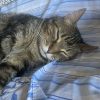 Images de profil de Charline - Blooming Pets - Petsitting et garde d'animaux à domicile