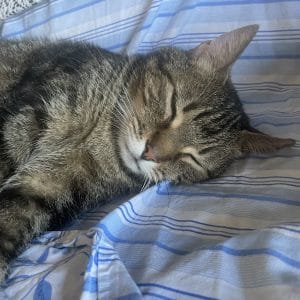 Images de profil de Charline - Blooming Pets - Petsitting et garde d'animaux à domicile