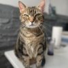 Images de profil de Charline - Blooming Pets - Petsitting et garde d'animaux à domicile