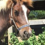 Disnay Disnay Shetland Femelle - Garde d'animaux Ă domicile