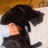 Images de profil de lina - Blooming Pets - Petsitting et garde d'animaux à domicile