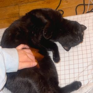 Images de profil de lina - Blooming Pets - Petsitting et garde d'animaux à domicile