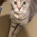 Grisoune Grisoune Chat de gouttière (Commun) Femelle stérilisée - Garde d'animaux à domicile