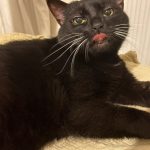 Nana Nana Chat de gouttière (Commun) Femelle stérilisée - Garde d'animaux à domicile