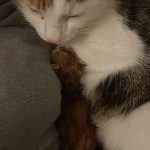 Maboo Maboo Chat de gouttière (Commun) Femelle - Garde d'animaux à domicile
