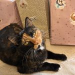 Pumpkiboo Pumpkiboo Chat de gouttière (Commun) Femelle - Garde d'animaux à domicile