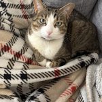 Titi Titi Chat de gouttière (Commun) Mâle stérilisé - Garde d'animaux à domicile