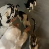Images de profil de Anissa - Blooming Pets - Petsitting et garde d'animaux à domicile