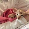 Images de profil de Anissa - Blooming Pets - Petsitting et garde d'animaux à domicile