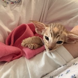 Images de profil de Anissa - Blooming Pets - Petsitting et garde d'animaux à domicile