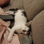 Mecca Mecca Chat de gouttiĂšre (Commun) MĂąle - Garde d'animaux Ă domicile