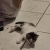 Images de profil de julia - Blooming Pets - Petsitting et garde d'animaux à domicile