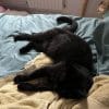 Images de profil de Elodie - Blooming Pets - Petsitting et garde d'animaux à domicile