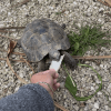 Images de profil de Elodie - Blooming Pets - Petsitting et garde d'animaux à domicile