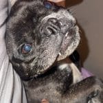 Titeuf   Bouledogue Français Mâle - Garde d'animaux à domicile