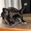 Images de profil de Steffy - Blooming Pets - Petsitting et garde d'animaux à domicile