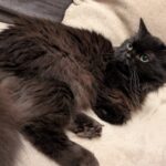 Gypsie   Croisé Femelle - Garde d'animaux à domicile