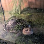 Turtle   Péloméduse Roussâtre (Pelomedusa Subrufa) Femelle - Garde d'animaux à domicile