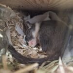 Pixel Pixel Gerbille MĂąle - Garde d'animaux Ă domicile