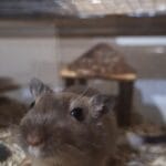 Atome Atome Gerbille MĂąle - Garde d'animaux Ă domicile