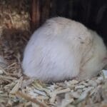 Nimbus Nimbus Gerbille MĂąle - Garde d'animaux Ă domicile
