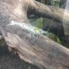 Images de profil de Catheline - Blooming Pets - Petsitting et garde d'animaux à domicile