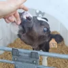 Images de profil de Catheline - Blooming Pets - Petsitting et garde d'animaux à domicile