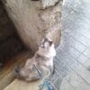 Images de profil de Catheline - Blooming Pets - Petsitting et garde d'animaux à domicile