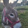 Images de profil de Catheline - Blooming Pets - Petsitting et garde d'animaux à domicile