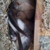 Images de profil de Catheline - Blooming Pets - Petsitting et garde d'animaux à domicile