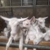 Images de profil de Catheline - Blooming Pets - Petsitting et garde d'animaux à domicile