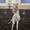 Images de profil de Catheline - Blooming Pets - Petsitting et garde d'animaux à domicile