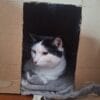 Images de profil de Catheline - Blooming Pets - Petsitting et garde d'animaux à domicile
