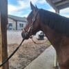 Images de profil de Catheline - Blooming Pets - Petsitting et garde d'animaux à domicile