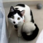 Oreo   European Shorthair (Européen) Femelle stérilisée - Garde d'animaux à domicile