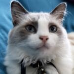 Flocon   Ragdoll Mâle stérilisé - Garde d'animaux à domicile