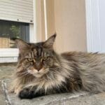 Oups Oups Maine Coon Femelle - Garde d'animaux Ă domicile