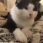 Elvis   Chat de gouttière (Commun) Mâle stérilisé - Garde d'animaux à domicile