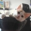 Images de profil de DEBORAH - Blooming Pets - Petsitting et garde d'animaux à domicile