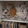 Images de profil de DEBORAH - Blooming Pets - Petsitting et garde d'animaux à domicile