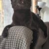 Images de profil de DEBORAH - Blooming Pets - Petsitting et garde d'animaux à domicile